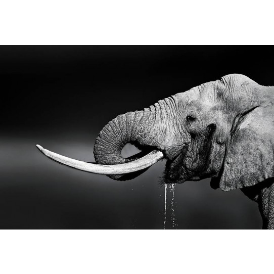 Poster - Affiche éléphant