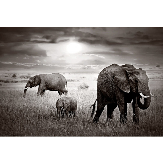 Poster - Affiche éléphants