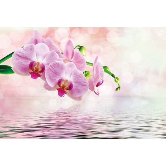 Poster - Affiche orchidée