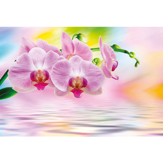 Poster - Affiche orchidée