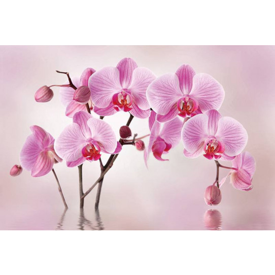 Poster - Affiche orchidées