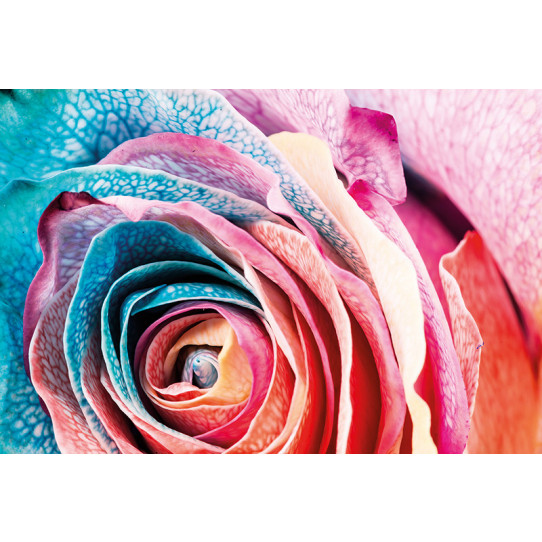 Poster - Affiche rose colorée