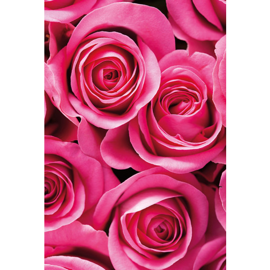 Poster - Affiche roses