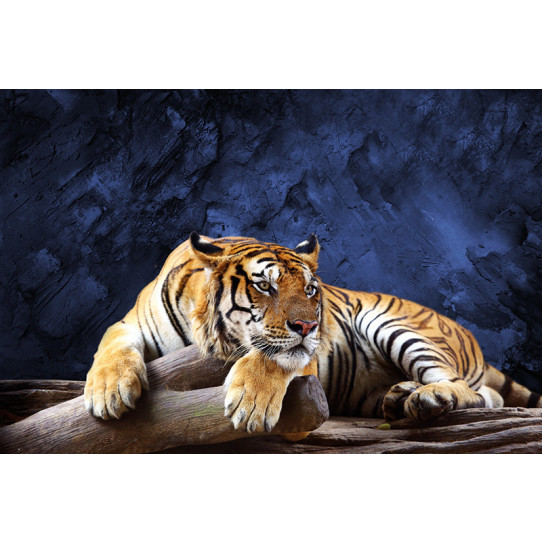 Poster - Affiche tigre