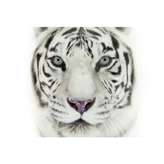 Poster - Affiche tigre blanc